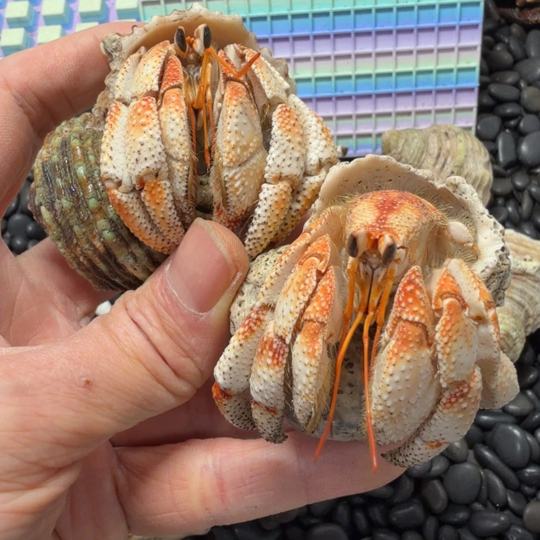 2.8口➕3.1口两只毛球