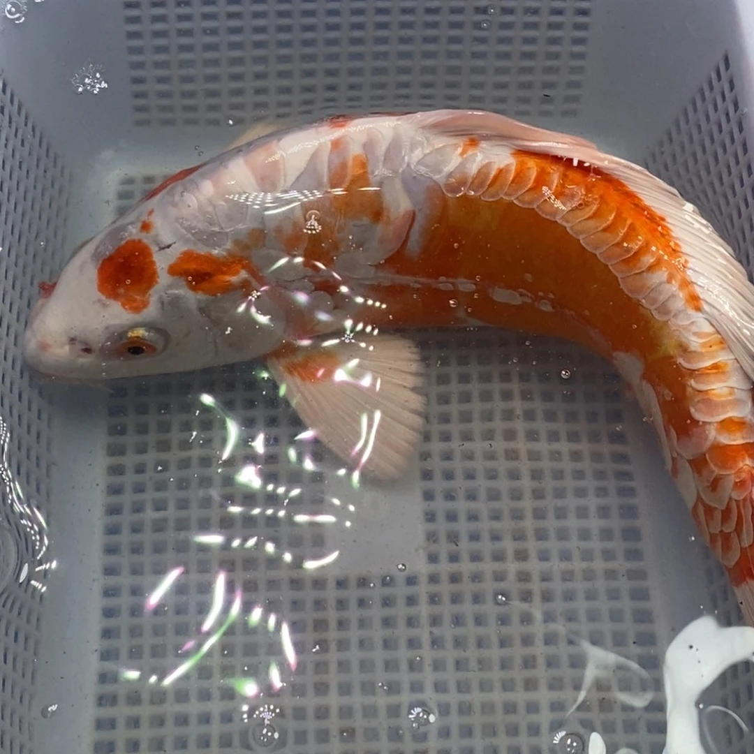 锦鲤冷水锦鲤包邮