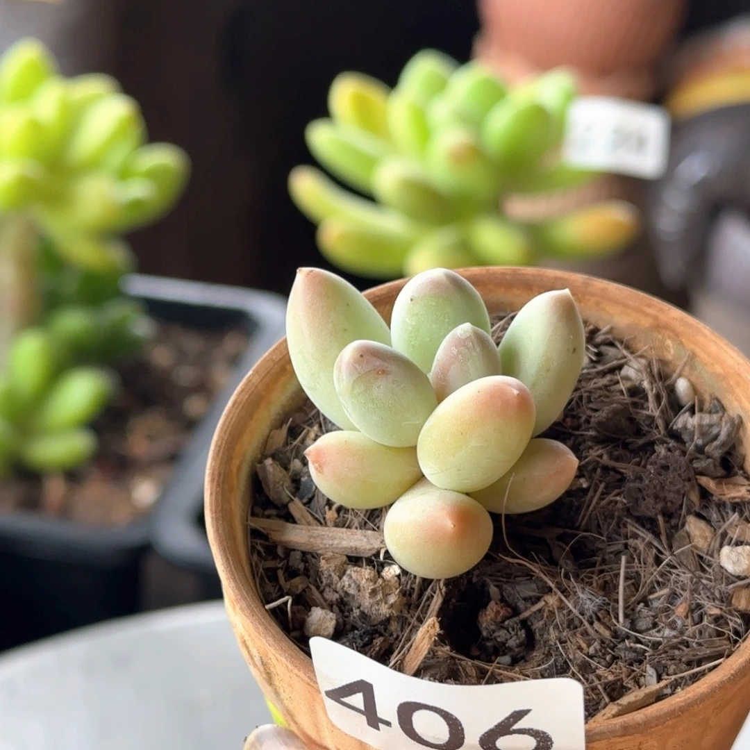 406号 一物一拍 一物一拍