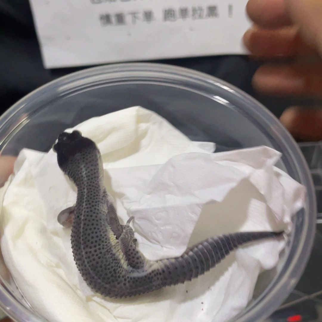 豹纹守宫黑夜 公。