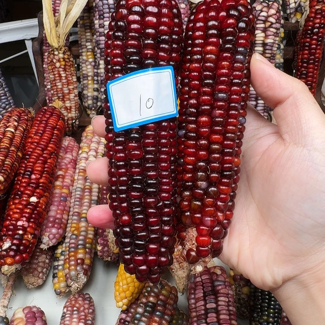 n***i柏香籽/百香籽吊坠