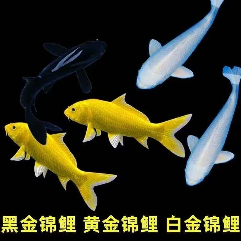 20-25公分大号锦鲤好养（包邮包活包入缸）