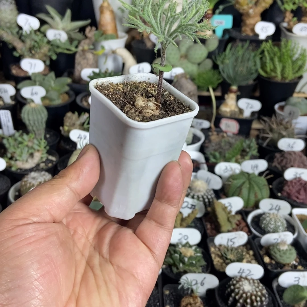 将军番之一物一拍