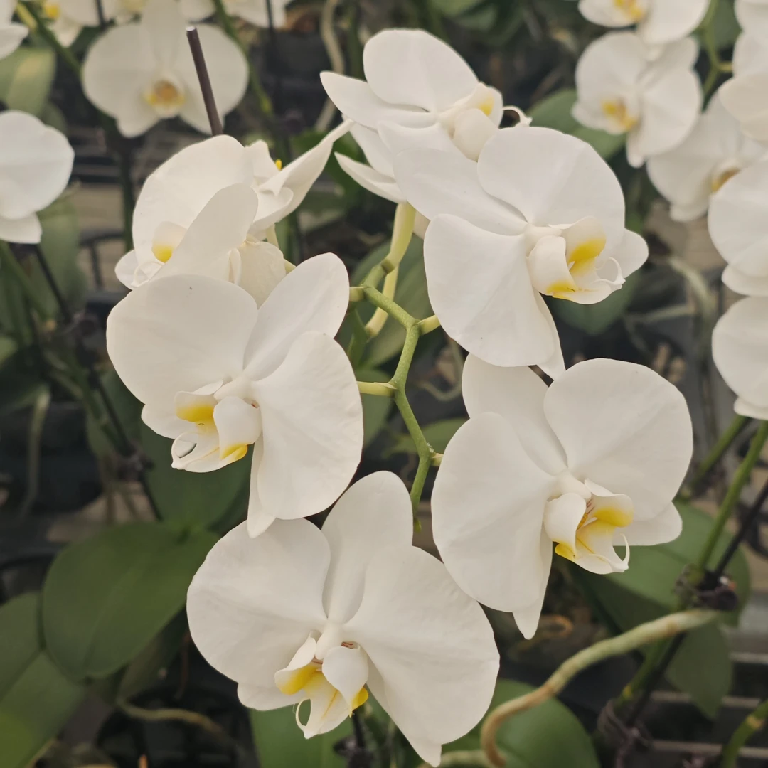 蝴蝶兰盆栽阿玛高颜抗造新手小白闭眼养2.8杯蝴蝶兰