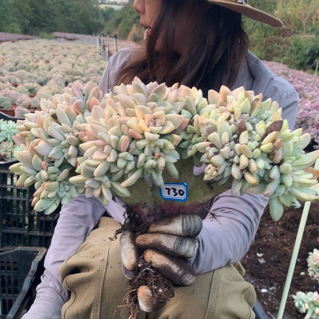 730 淡雪锦朵朵缀化 一物一拍