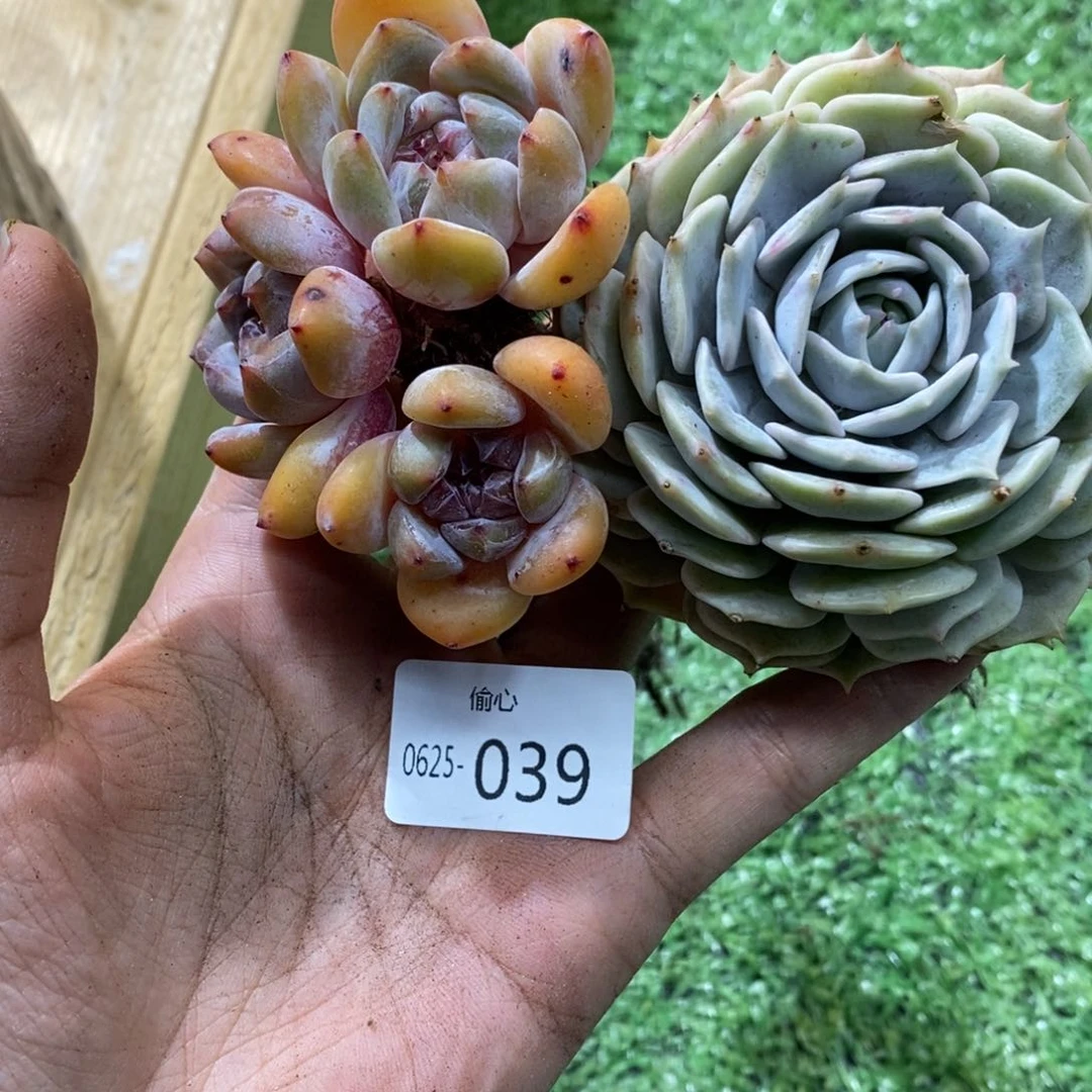 →*→0625039多肉多肉