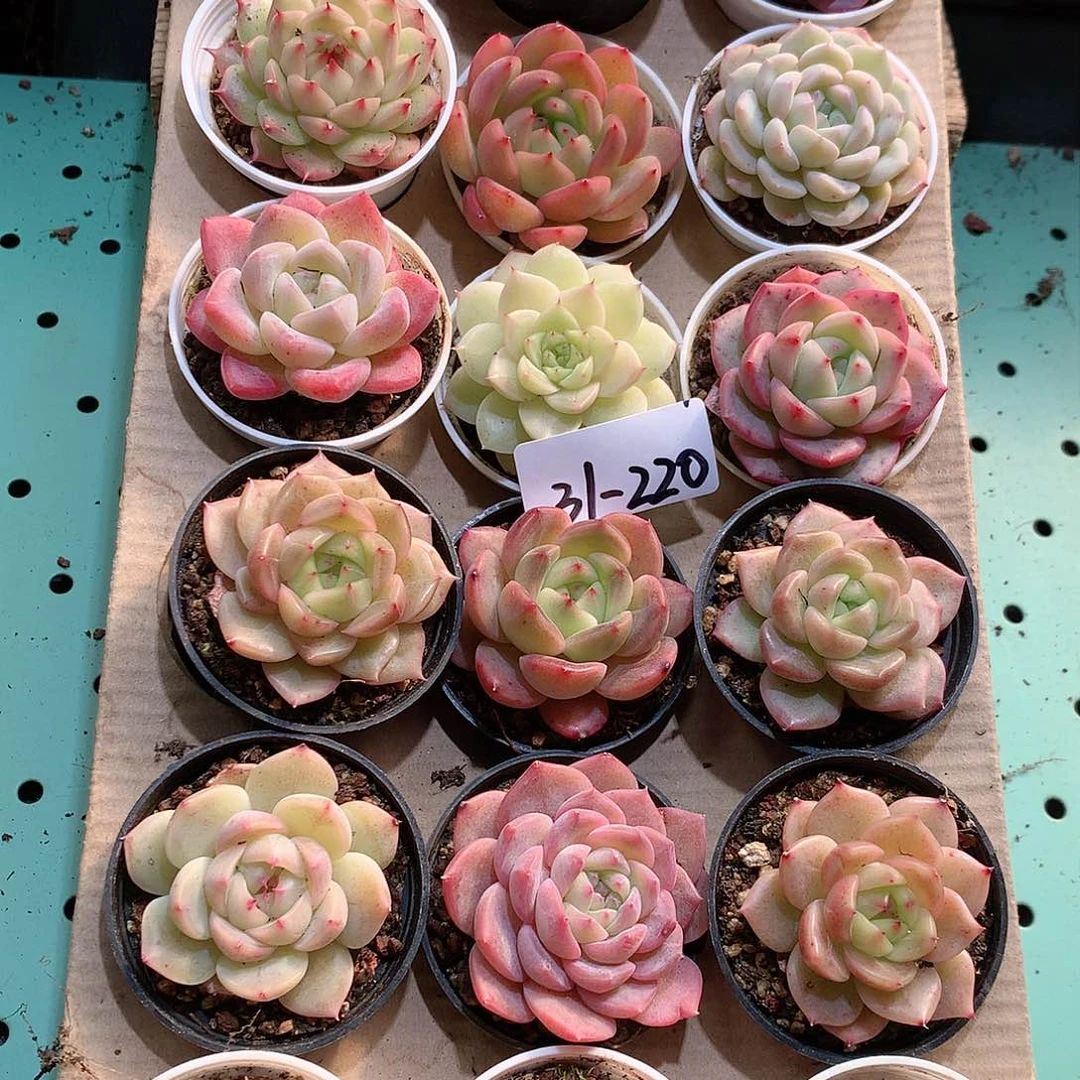 31-220一物一拍带盆18颗