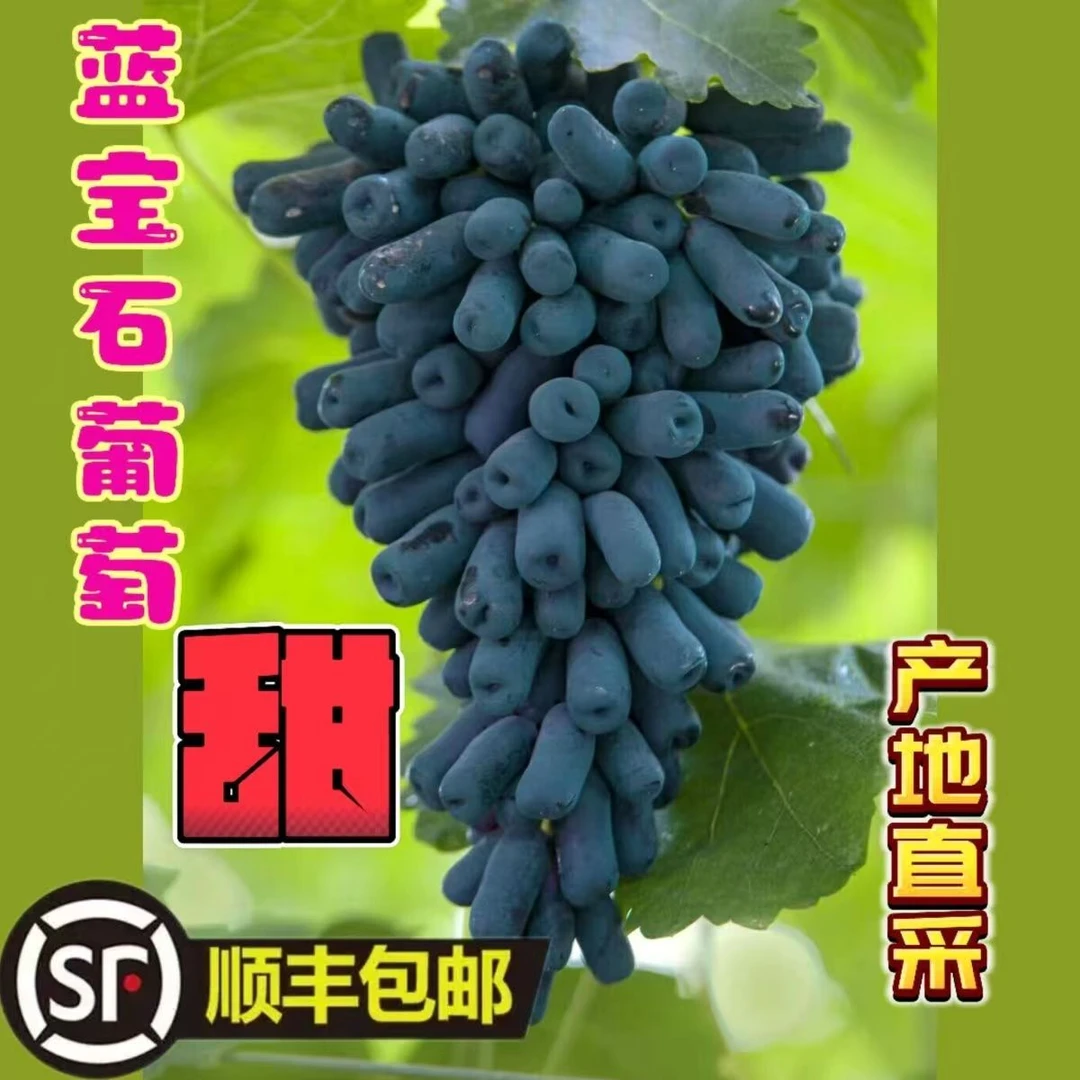 【顺丰包邮】蓝宝石美人葡萄无籽金手指整串鲜果孕妇整箱包邮新鲜！！