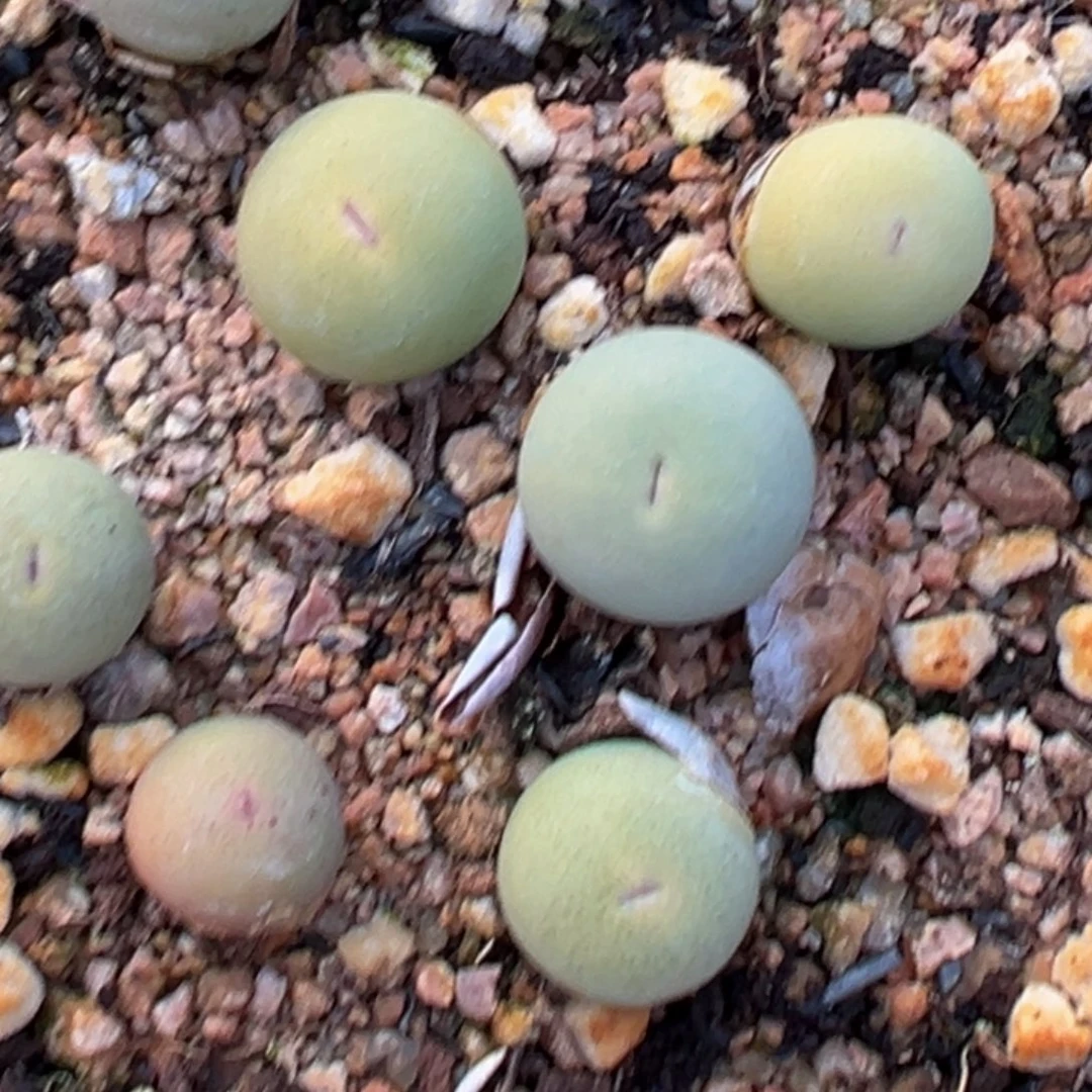 1课v嘴多肉植物11111111111111