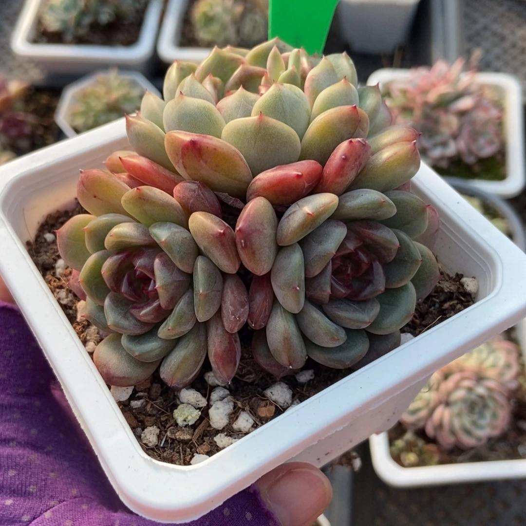 972糖果珍妮多肉植物