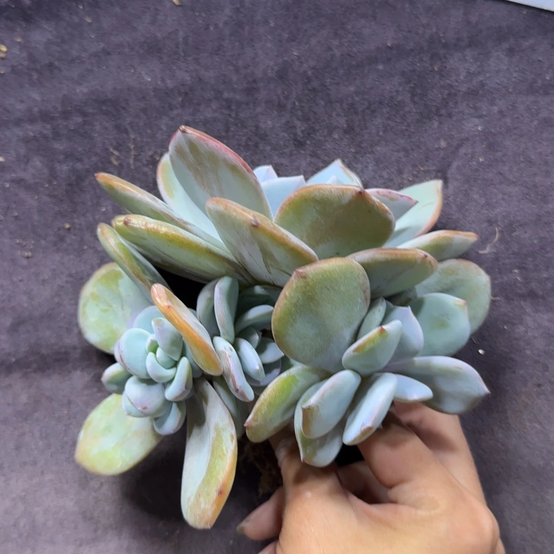韩版奶茶6头一物一拍