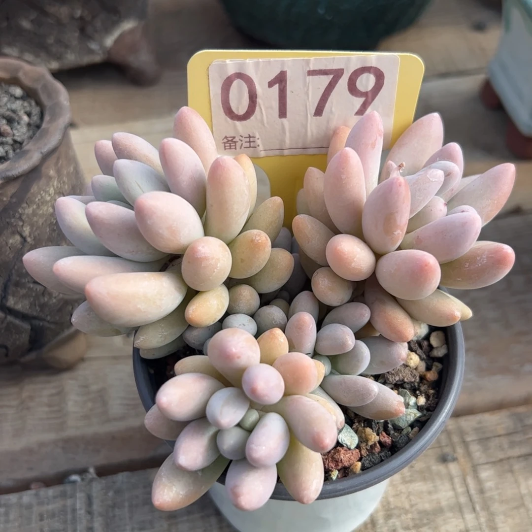 粉色恋人自然群生