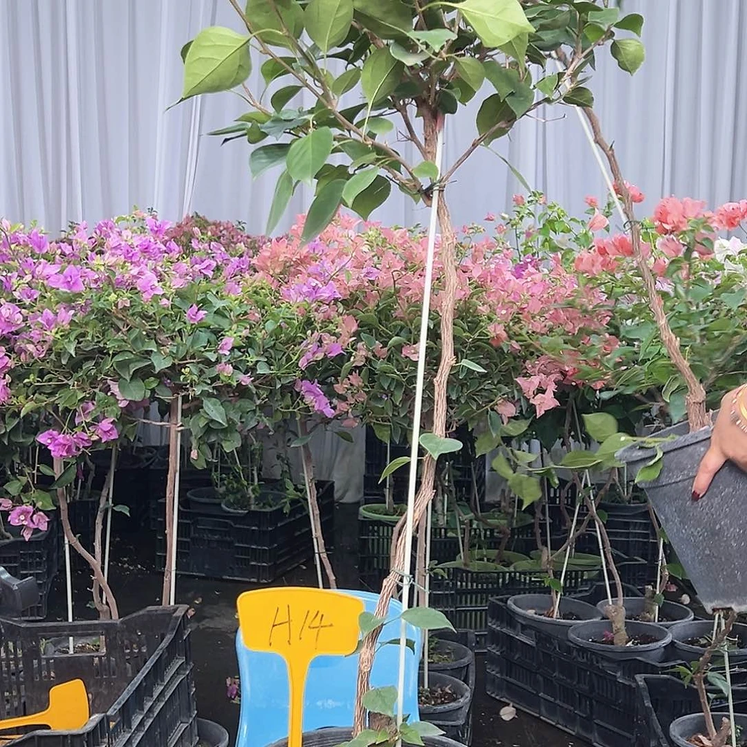 *****当前无花栽培后可以开花H14不甜