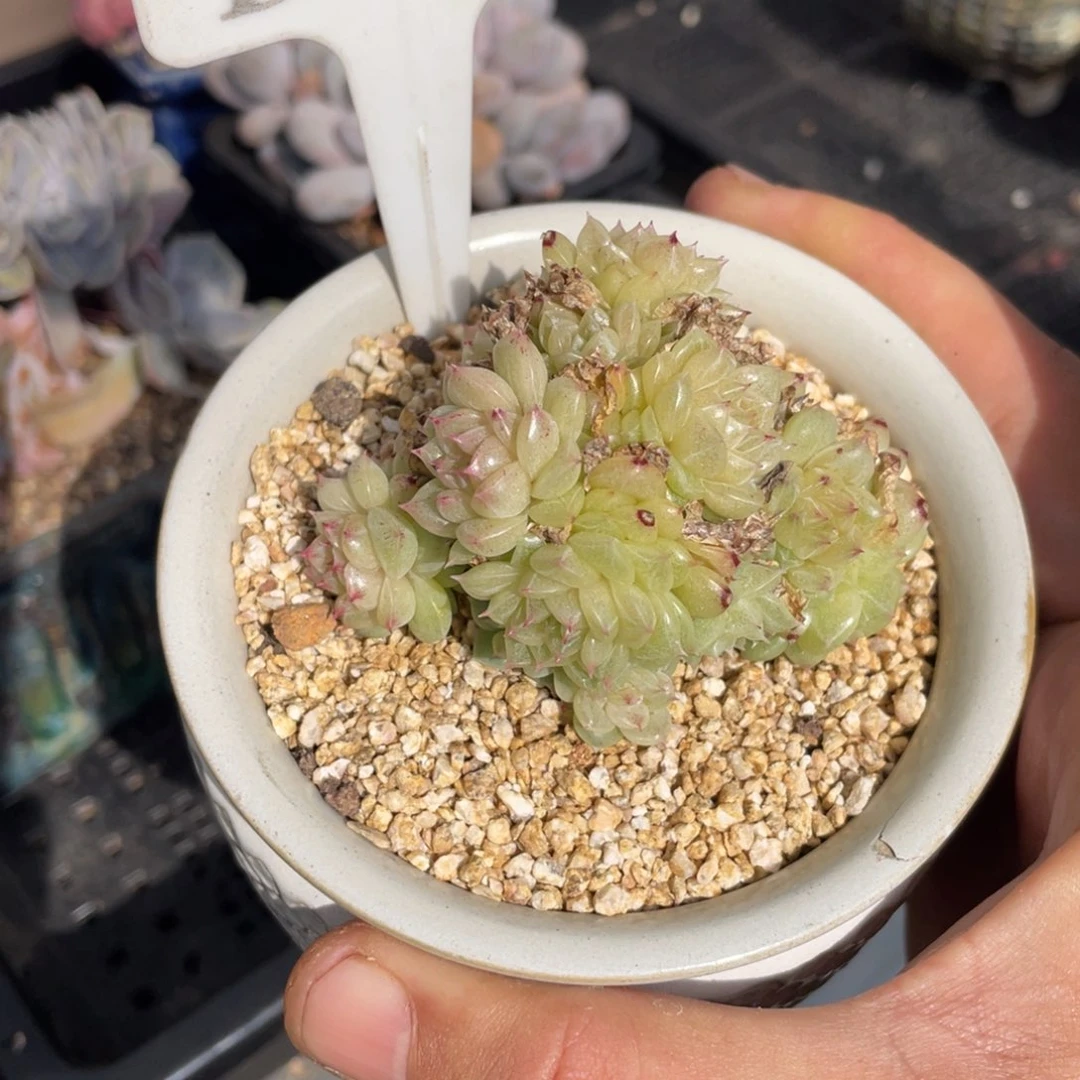 172麦秆不带盆7厘米