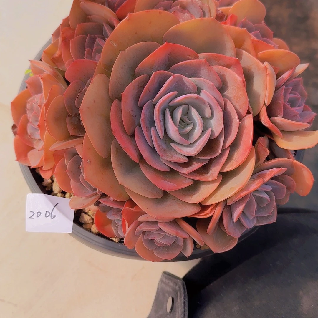 2006尘埃玫瑰多肉植物