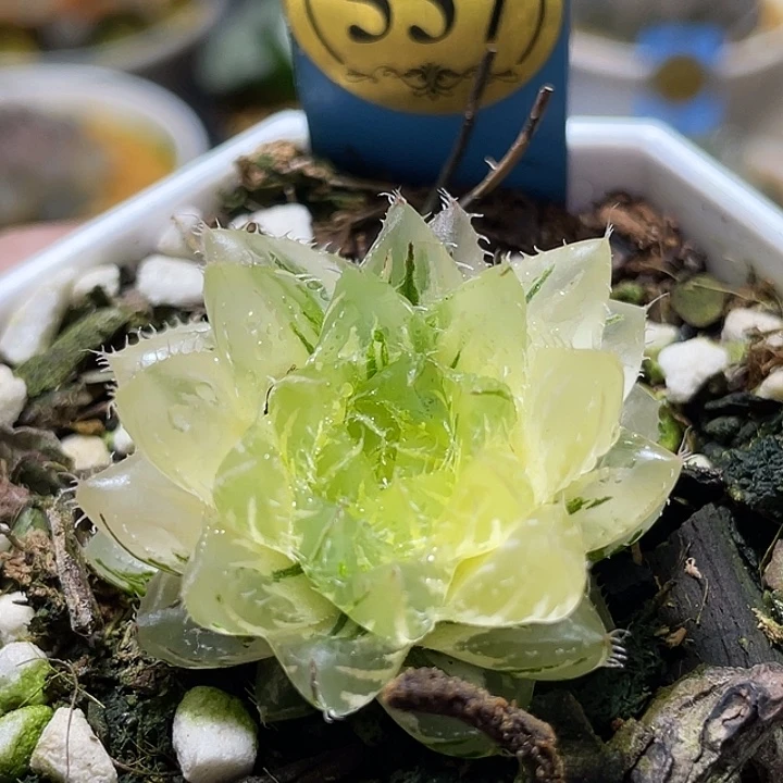 P***鼠537翠云锦特选福利