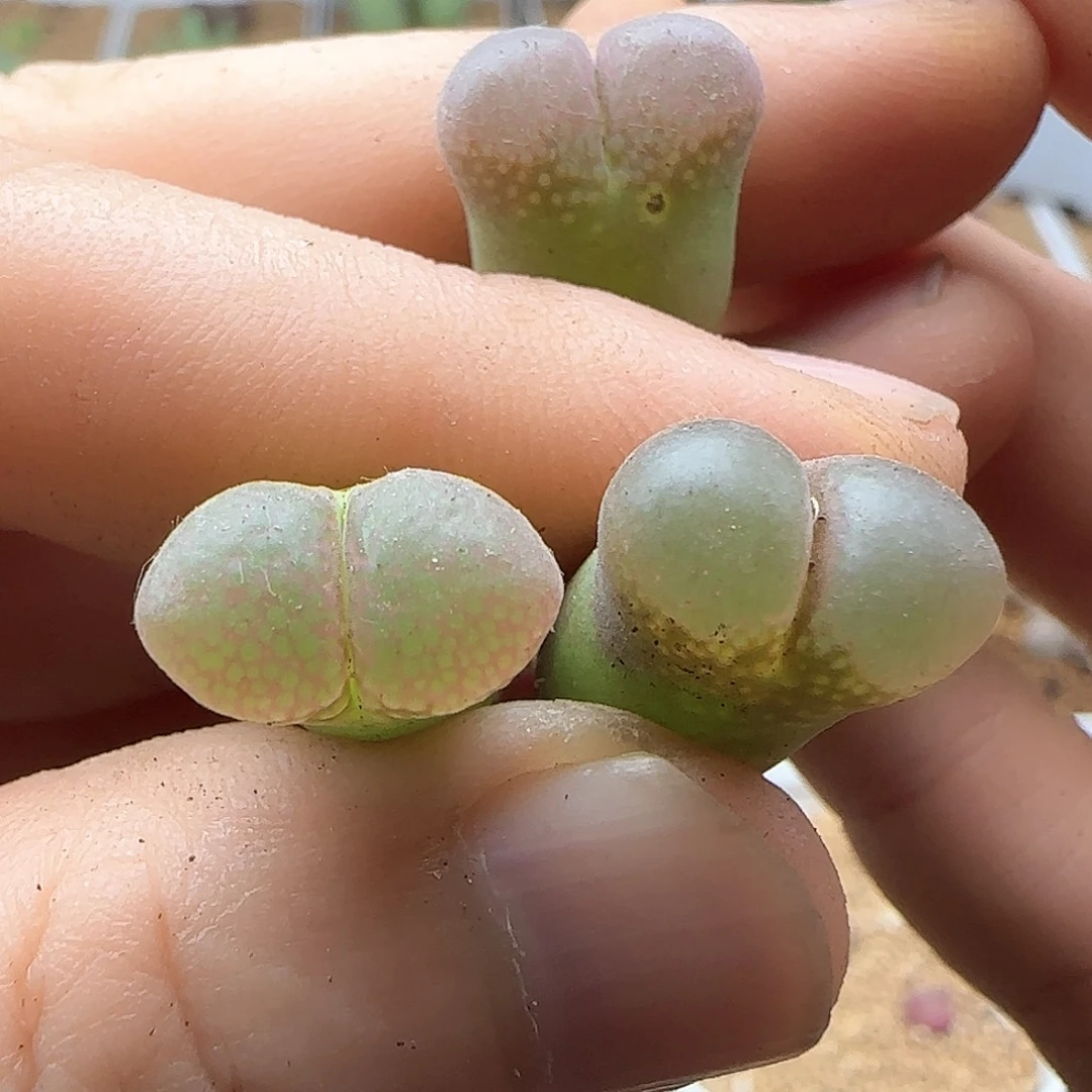 淡***哈哈哈哈哈哈哈哈42603