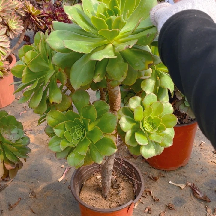 657 法师多肉断枝不售后