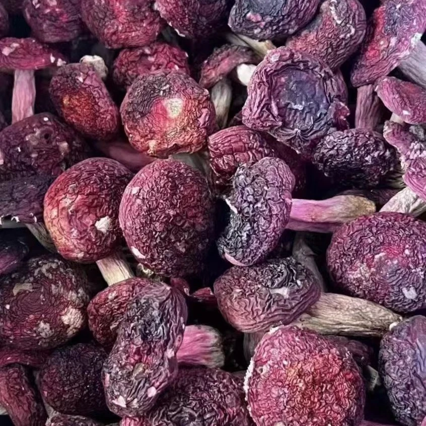 福建建瓯野生蓝底红菇精品菇蕾月子必备好食材