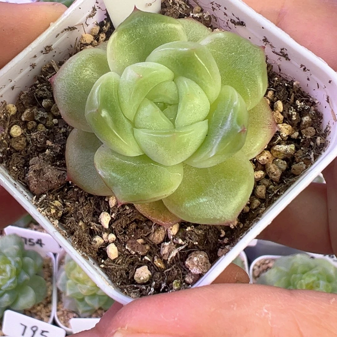 489号珍妮晗雨多肉