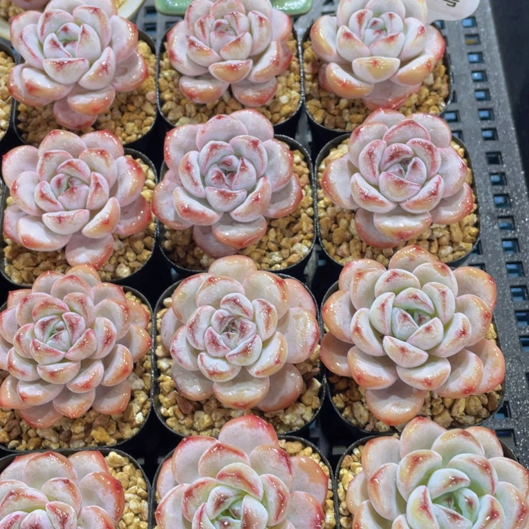 量拍16号老桩精品星星雪单头一个