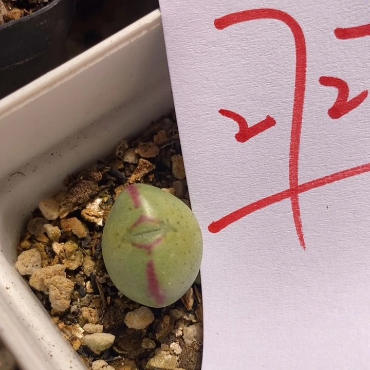 27271一个一个一个