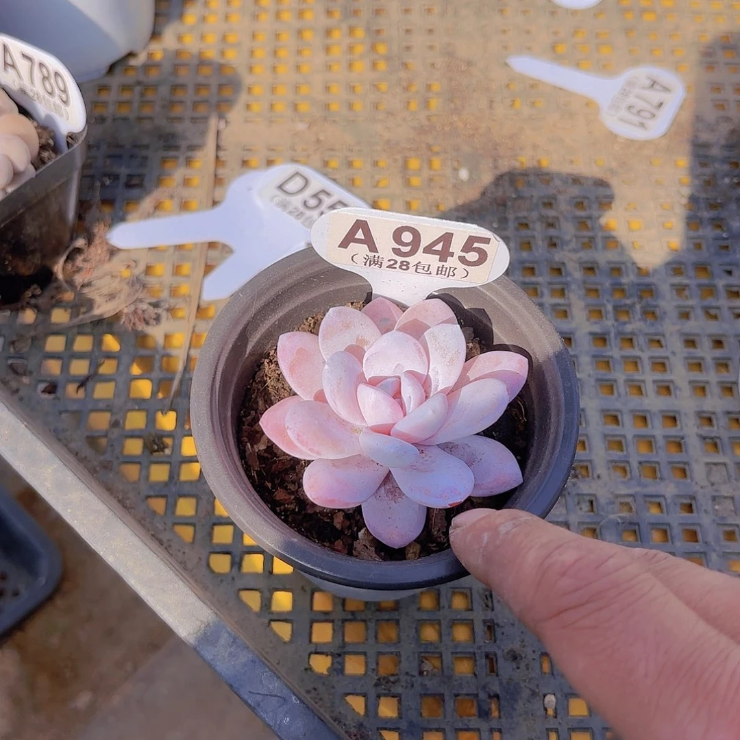 A945粉雪莲一物一拍