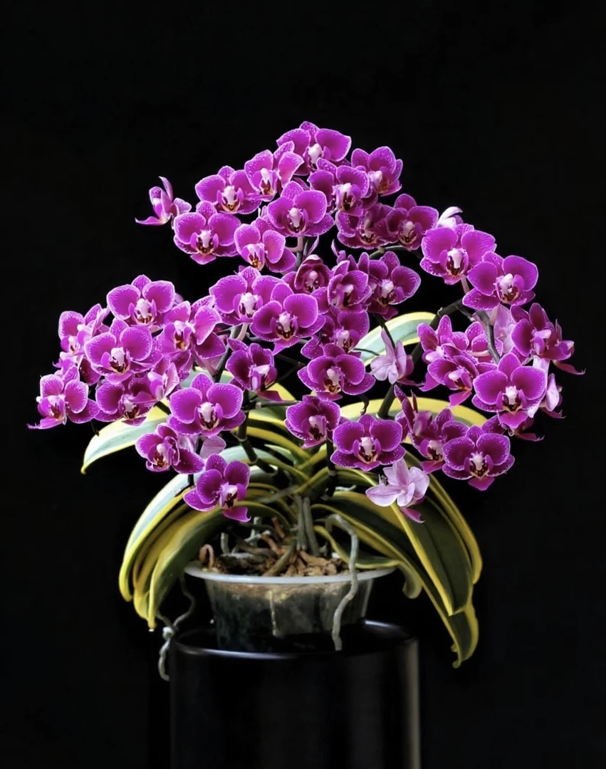 精品带花剑 稀少品种【金边蔓越莓】丰花型高颜值 蝴蝶兰