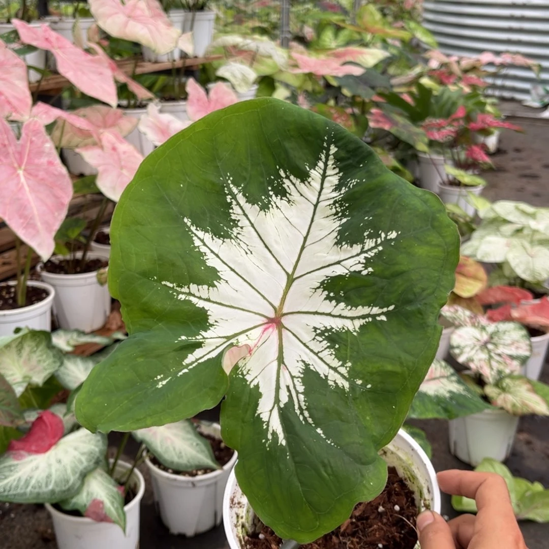 大部分开放少量花苞?莫尼卡