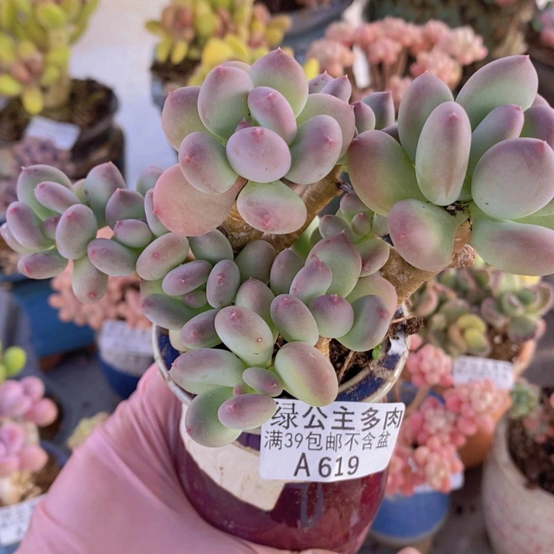 一代苹果奶10cm619多肉酱