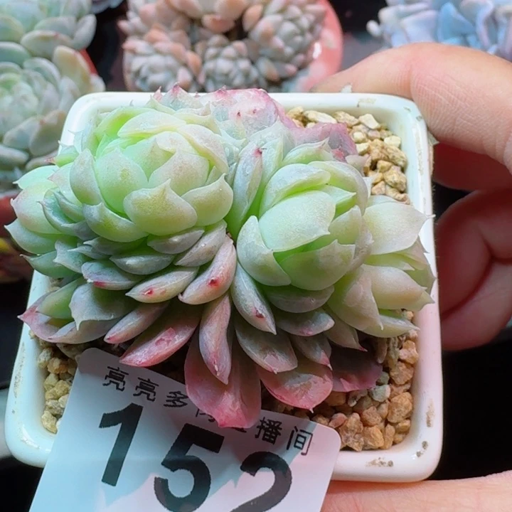 泡泡纱裙         精控精养多肉植物