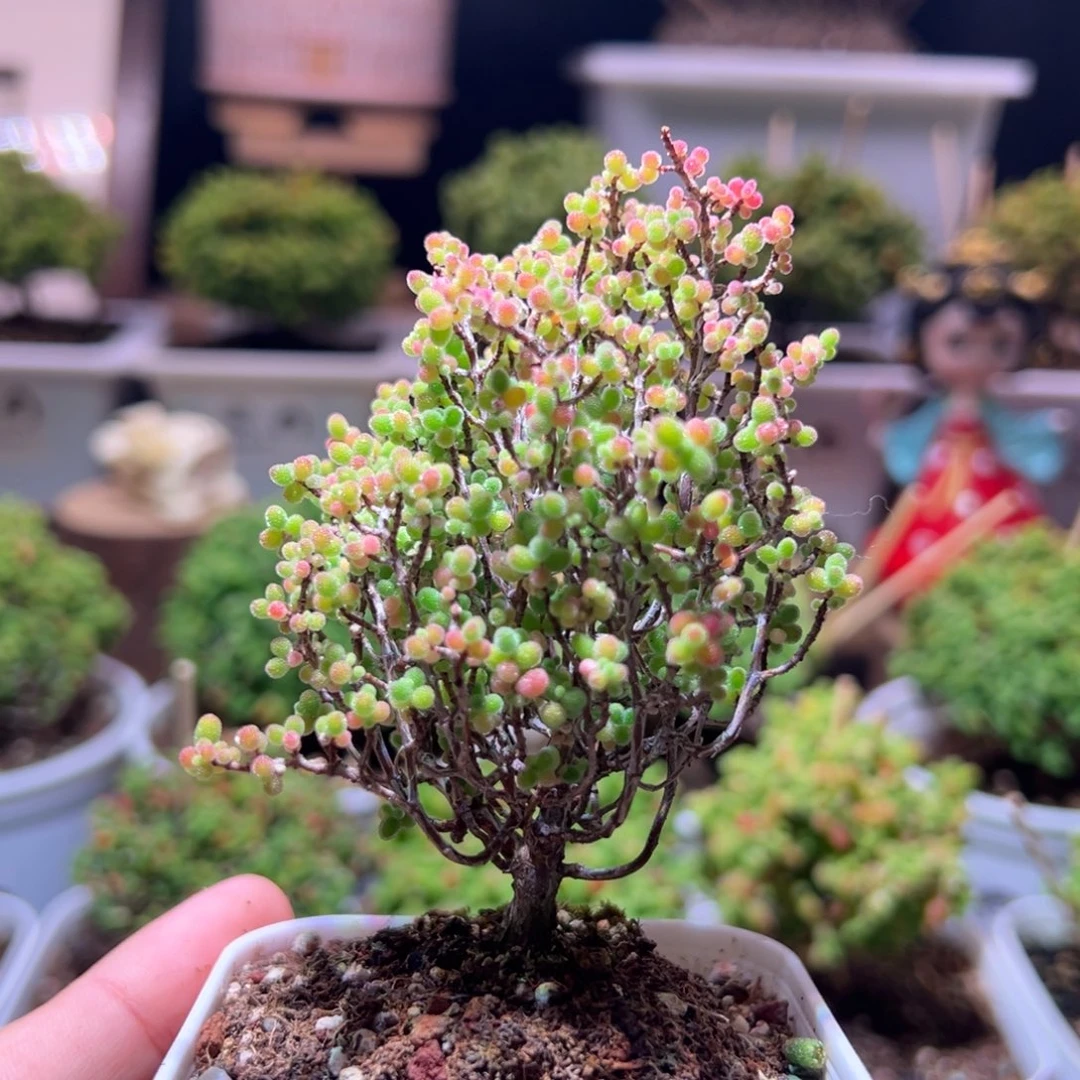 125蜜橘一物一拍带盆土发货