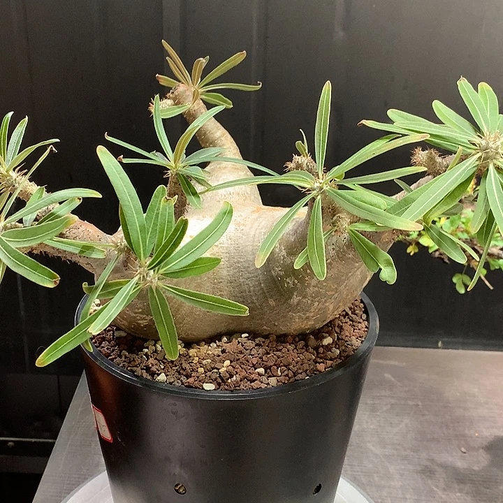 232象牙宫哈哈哈哈哈