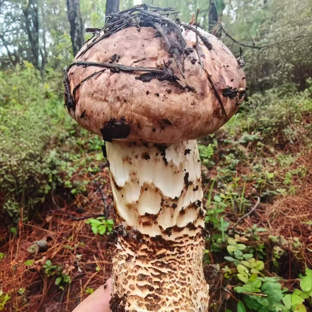 2025新鲜大头松茸 四川甘孜原产大头松茸 自然生长新鲜松茸1斤装