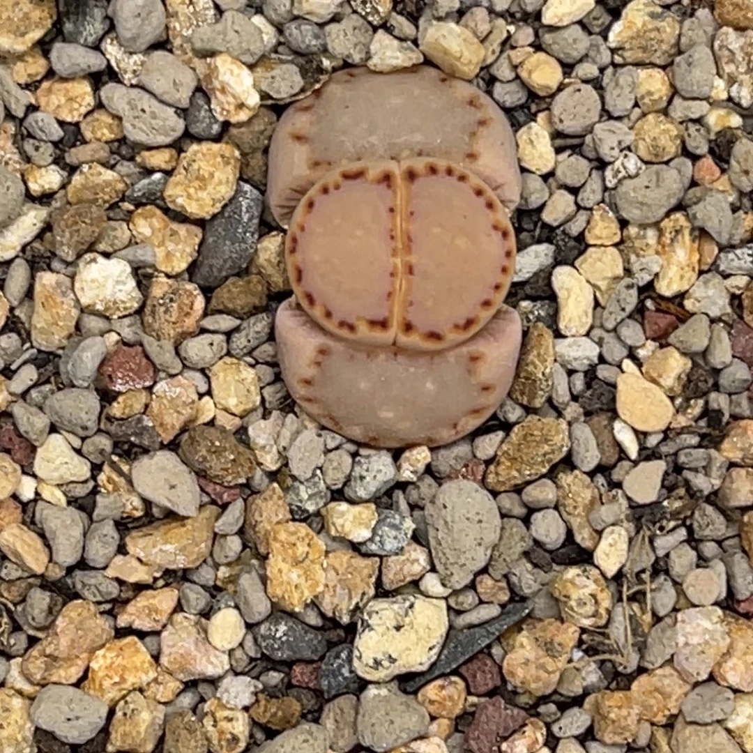 1128饼干1尺寸新头1.1