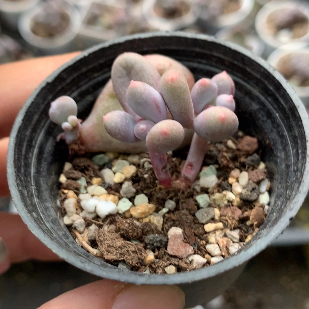 彩虹奶酪基因好送油煎叶插苗3cm
