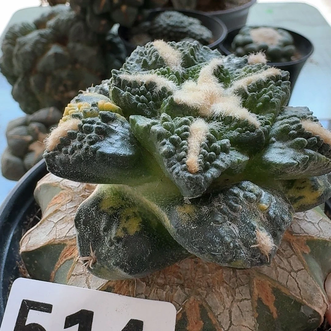 【闪购商品】无花朵腾****?哥斯拉锦514