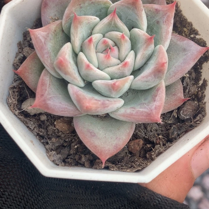 婚戒 （不满9.99发空盆冷地区不拍保温扣3.9多肉）