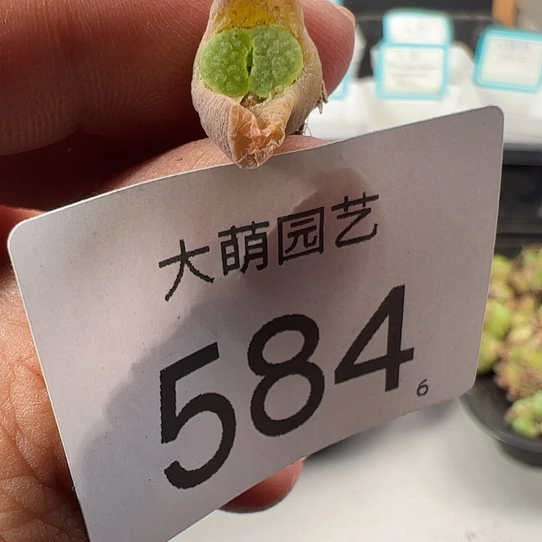 0000584 一物一拍……