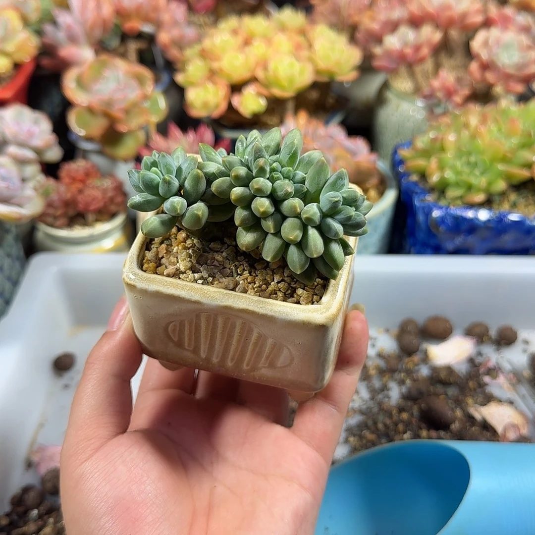 伊卡缀8cm 带盆土发货满35包邮