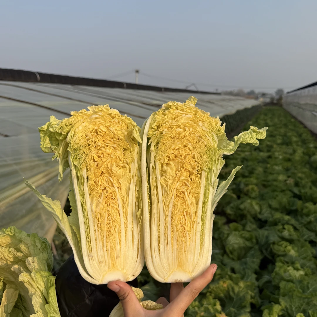 【正宗本地黄金白菜】黄心拍三斤送两斤 开锅烂 甜味足 黄心白菜