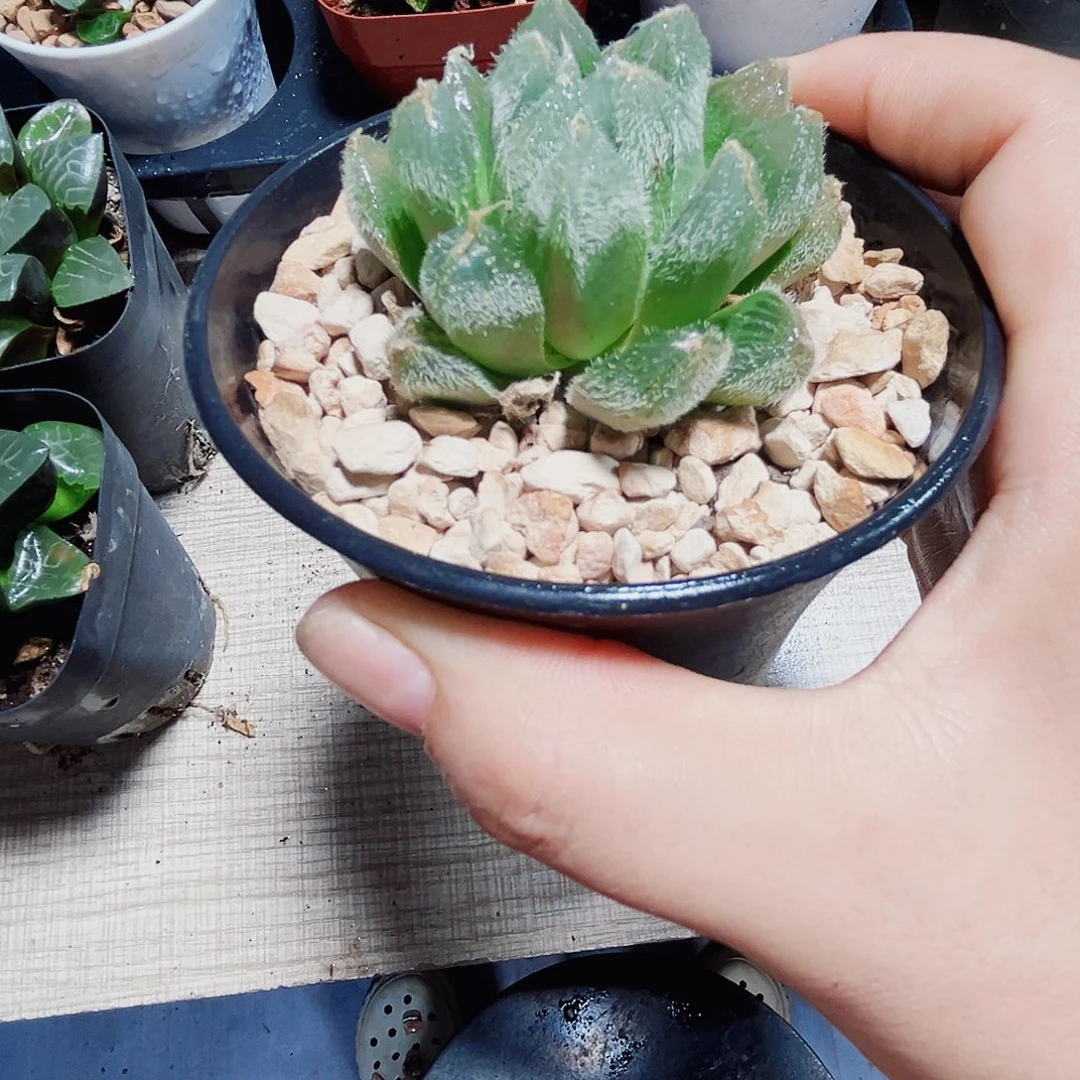 特价毛玉露多肉植物666