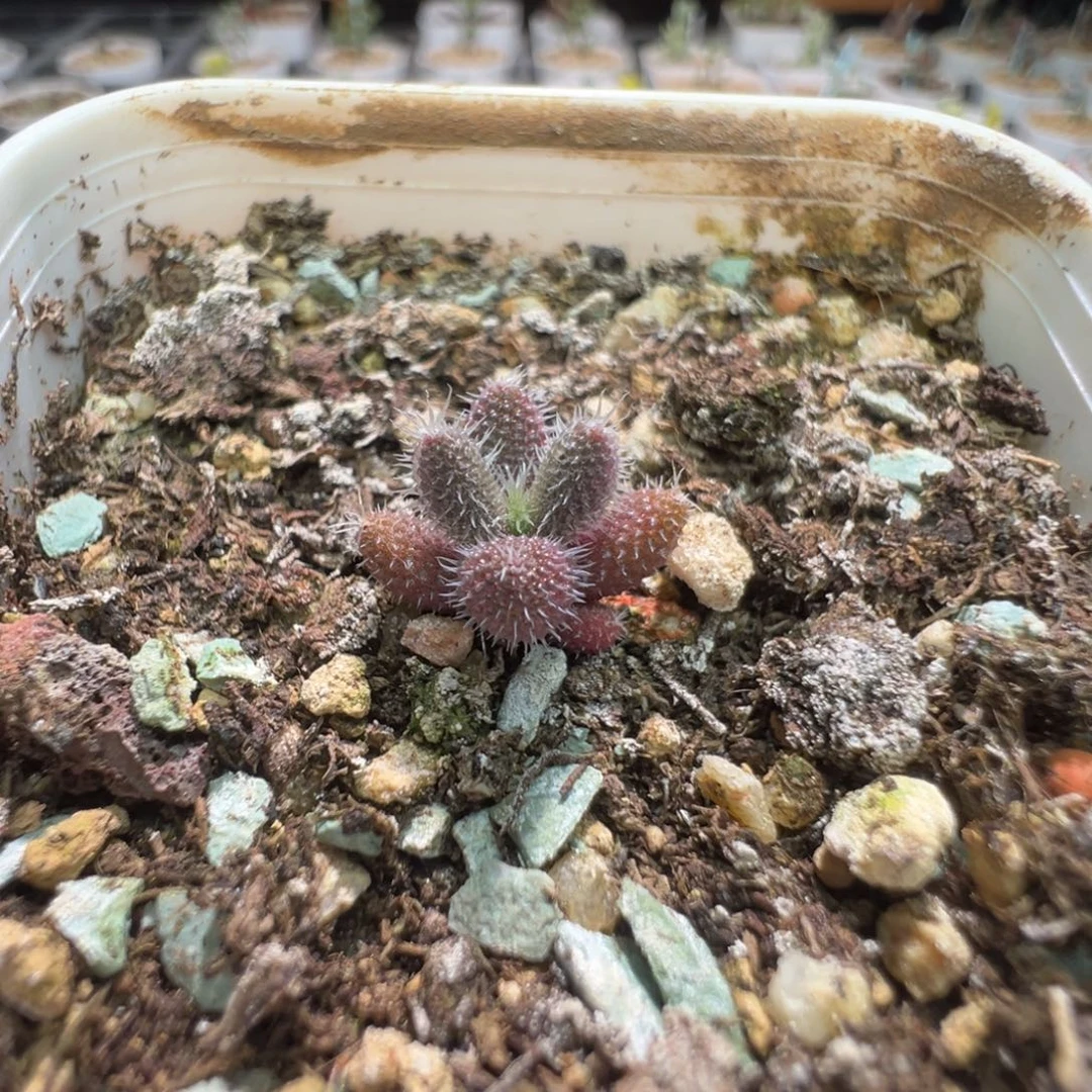 尺寸很小，1431实生彩虹兔耳，拍下不退不换