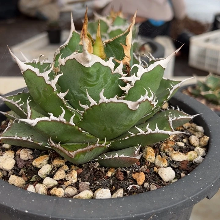 龙舌兰精品海王脱土发