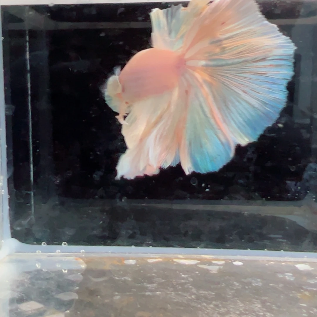 斗鱼浅色仙仙裙特殊尾