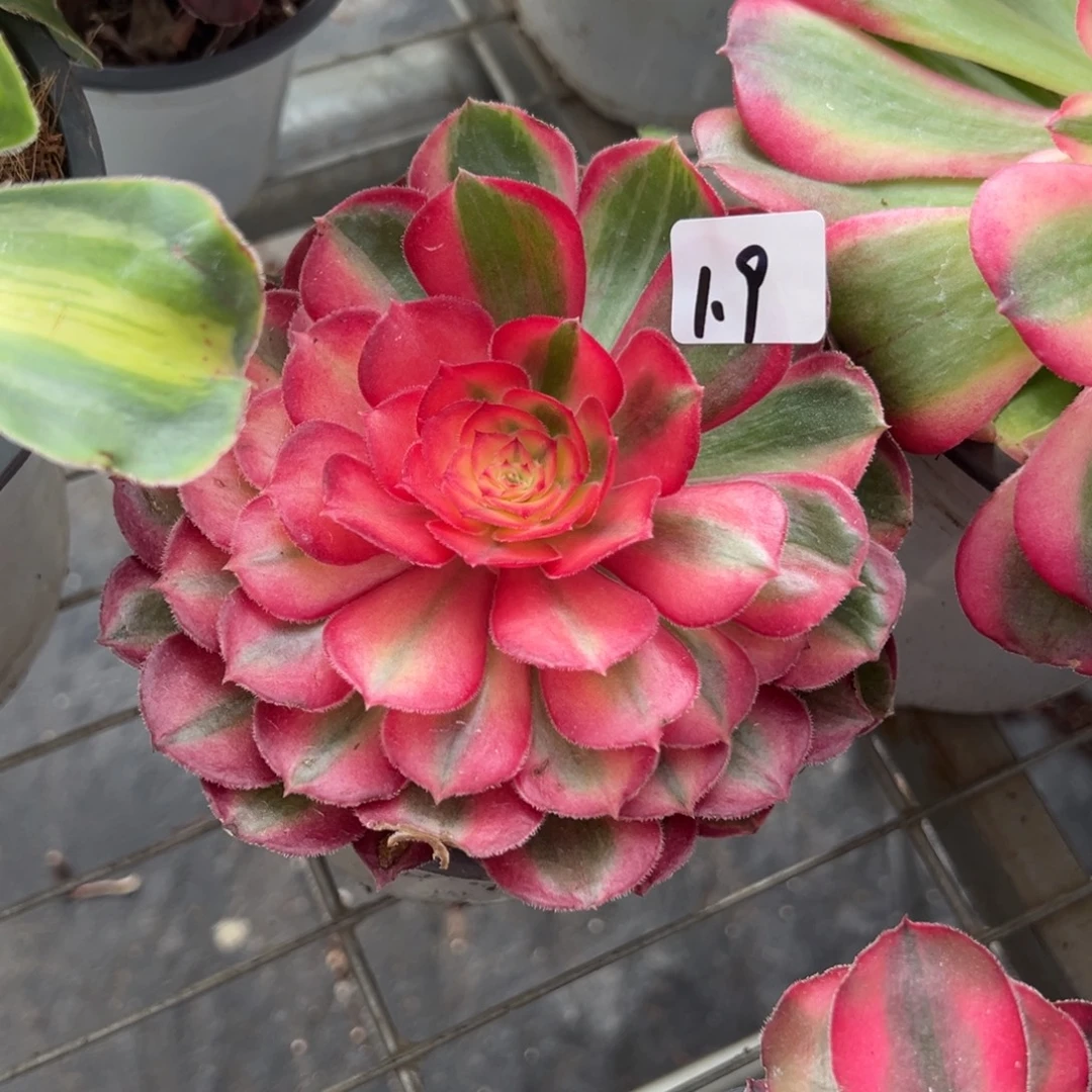 9桃花坞一颗9.9多肉