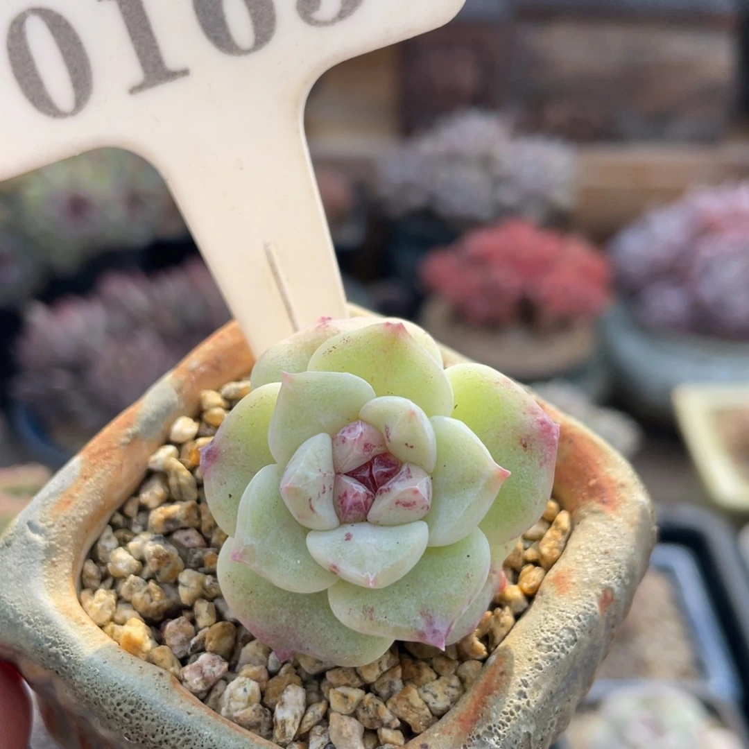 0165 冰玉石化 3.5厘米 不带盆