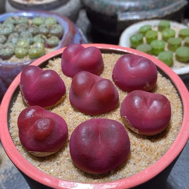 单头红宝石2颗一组