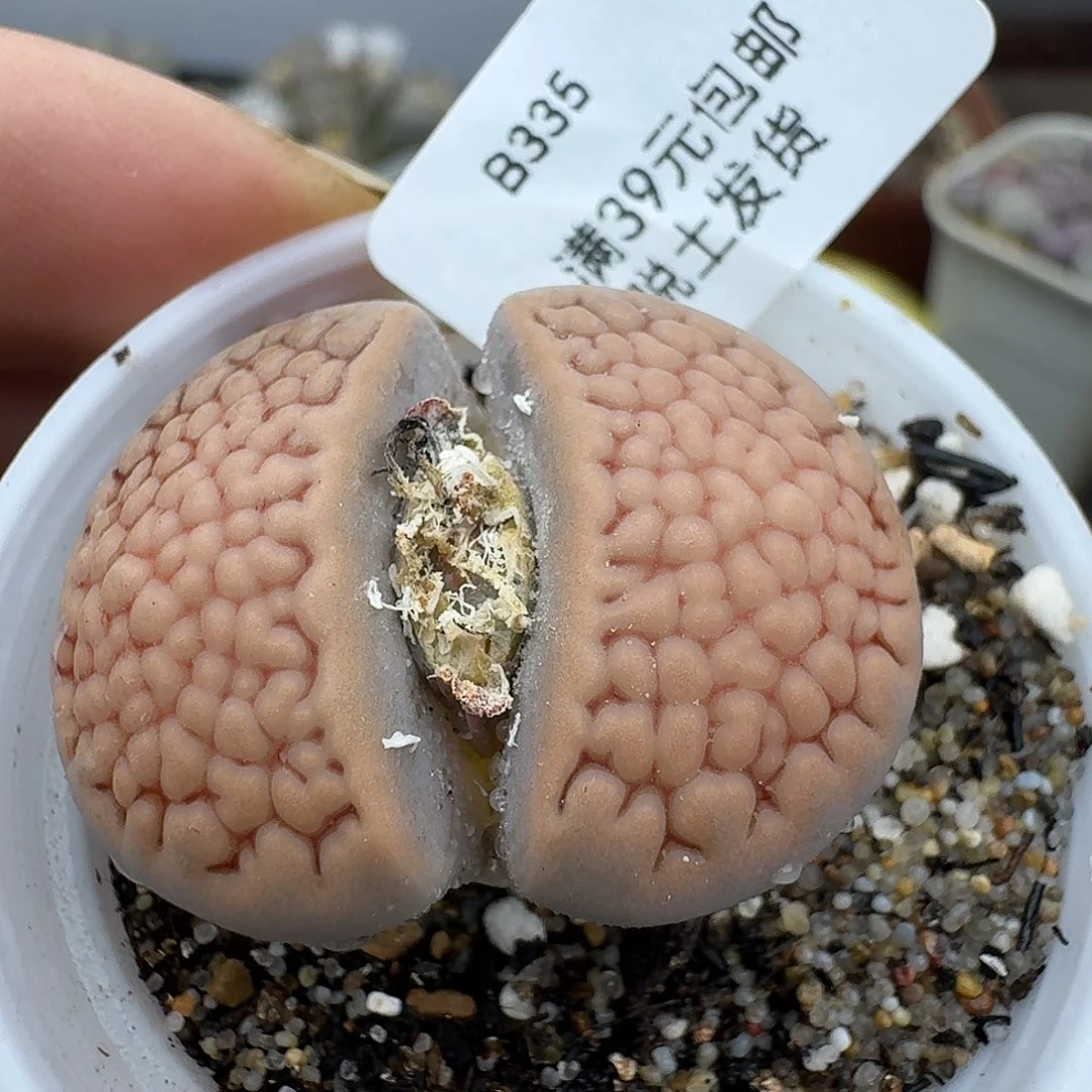335多肉就哈哈哈哈哈哈