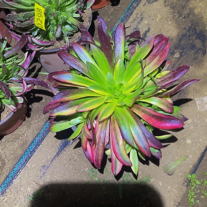 0996孔雀七彩多肉植物